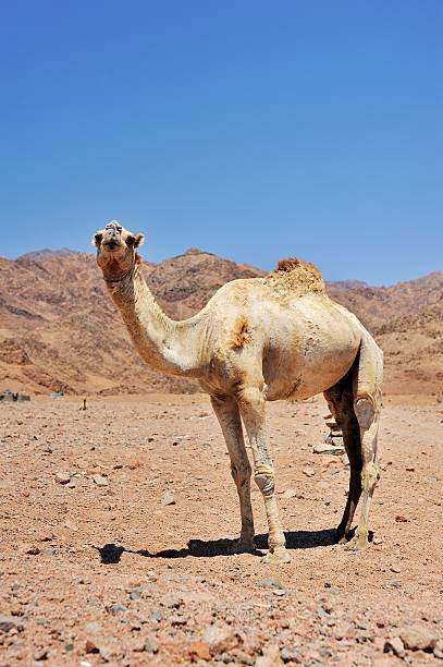 istock Camel at Sinai mountains, Egypt 638063510