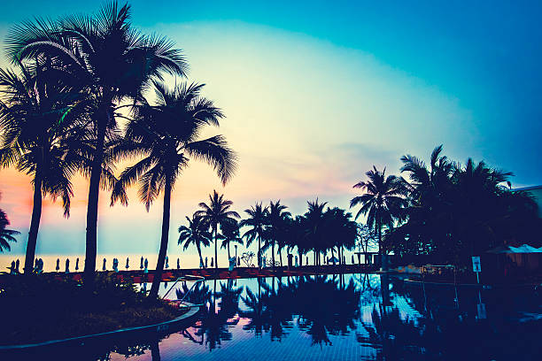 istock Silhouette palm tree on the swimming pool 638066760