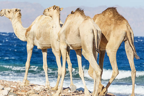 istock few camels at Sinai mountains, Egypt 638067196