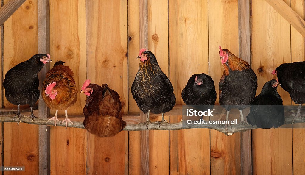 Chickens roosting Chickens in coop roosting Chicken Coop Stock Photo