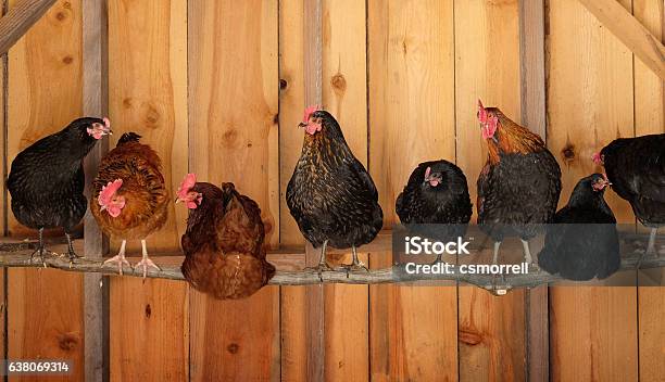 Chickens Roosting Stock Photo - Download Image Now - Chicken Coop, Chicken - Bird, Perching