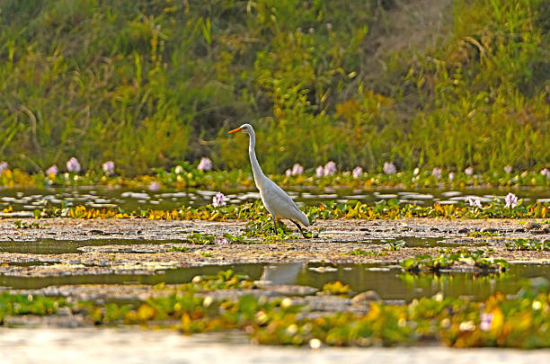 Intermediate Egret in Wetland Pond Intermediate Egret in Wetland Pond in Chitwan National Park in Nepal chitwan national park photos stock pictures, royalty-free photos & images