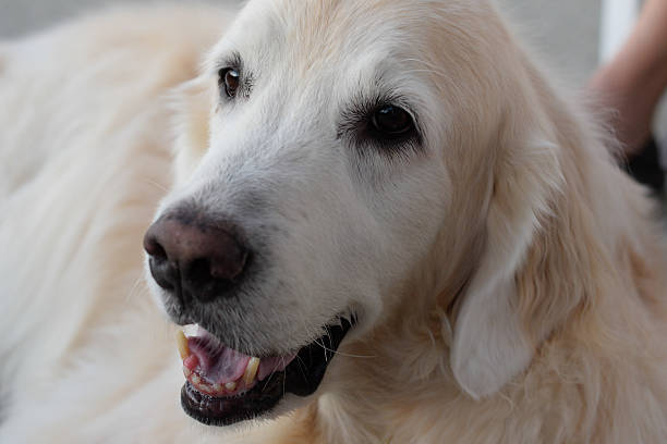 istock Golden Retriever Laying Down 638071616