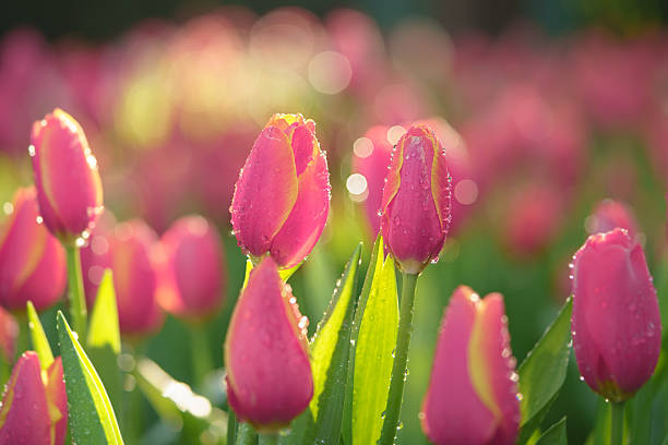 istock Pink Tulips and bokeh background 638072380