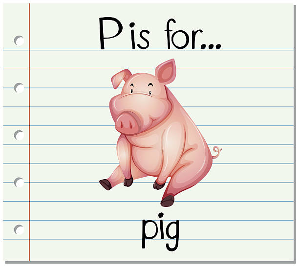 10+ Flashcard Letter P Is For Pig Stock Illustrations, Royalty