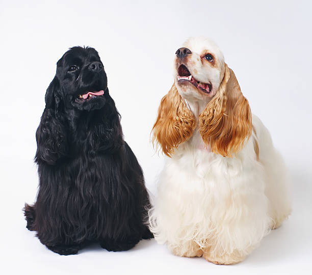 istock Two American Cocker Spaniel dogs posing indoors on white background 638077022