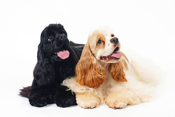 istock Two American Cocker Spaniel dogs lying indoors on white background 638077048