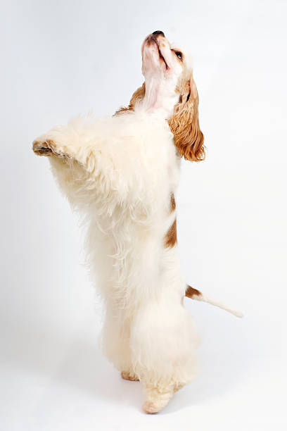 istock White and red American Cocker Spaniel dog standing up indoors 638077406