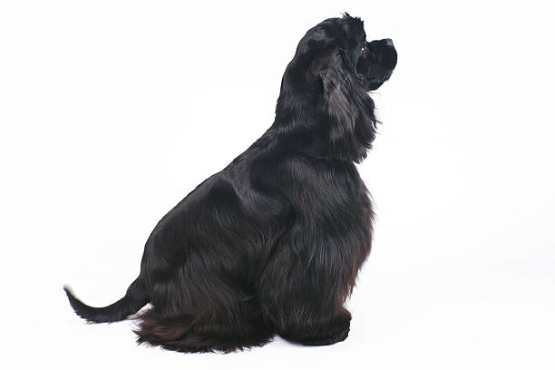 istock Black American Cocker Spaniel dog sitting indoors on white background 638077536