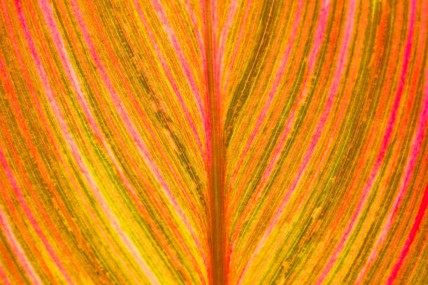 istock The texture of leaf's red vein 638077902