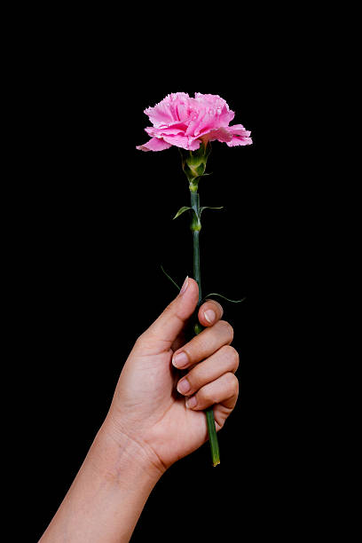 istock hand with pink Carnations flower with water drop on black 638080216