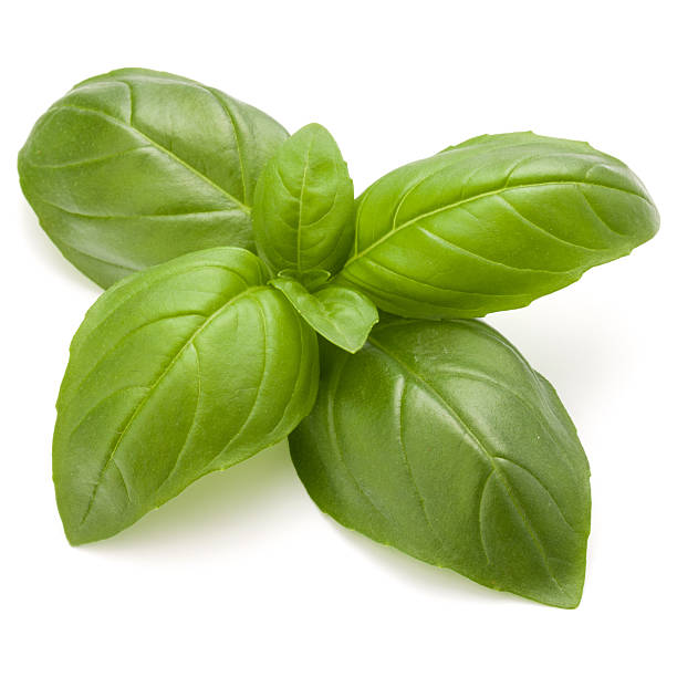 istock Sweet basil herb leaves isolated on white background closeup 638082310