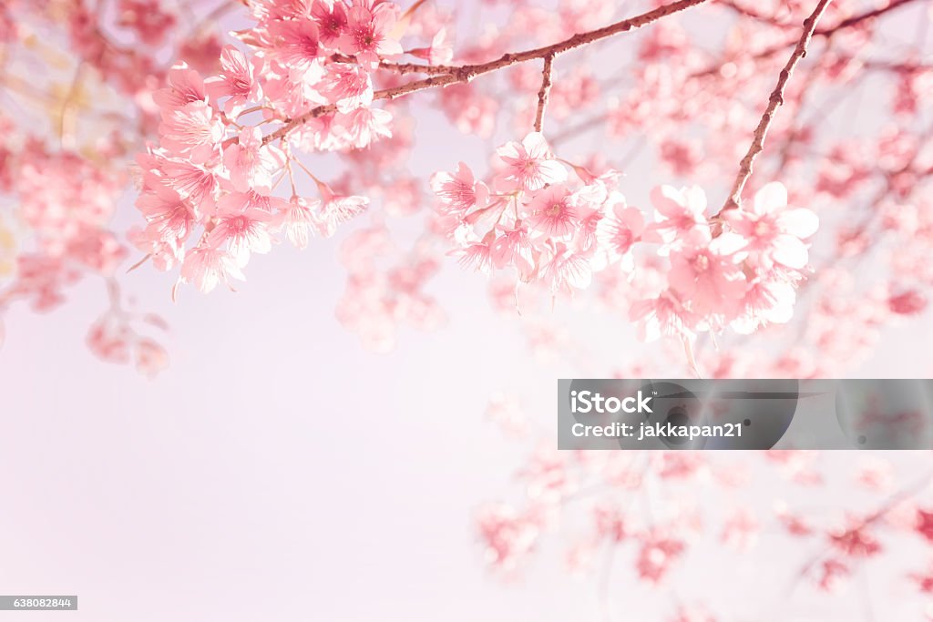 pink cherry flower beautiful vintage sakura flower (cherry blossom) in spring. vintage pink color tone Cherry Blossom Stock Photo