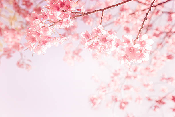 pink cherry flower beautiful vintage sakura flower (cherry blossom) in spring. vintage pink color tone blossom stock pictures, royalty-free photos & images