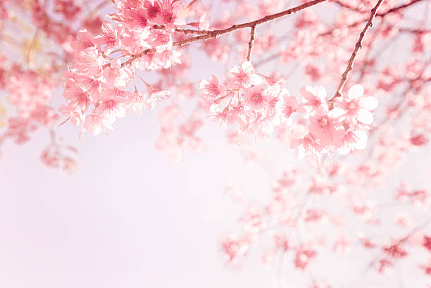 pink cherry flower beautiful vintage sakura flower (cherry blossom) in spring. vintage pink color tone cherry blossom blossom tree spring stock pictures, royalty-free photos & images