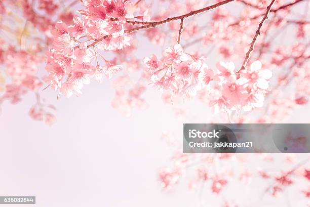 Pink Cherry Flower Stock Photo - Download Image Now - Cherry Blossom, Springtime, Backgrounds