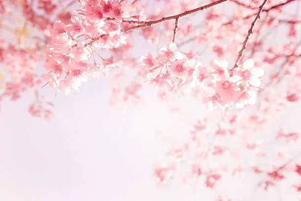 beautiful vintage sakura flower (cherry blossom) in spring. vintage pink color tone
