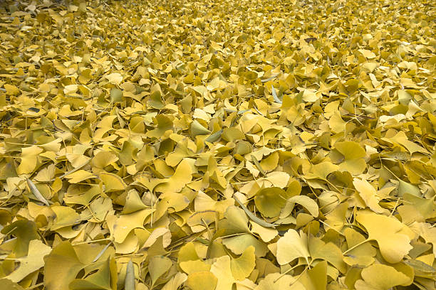 istock Golden ginkgo leaves on the ground 638083188