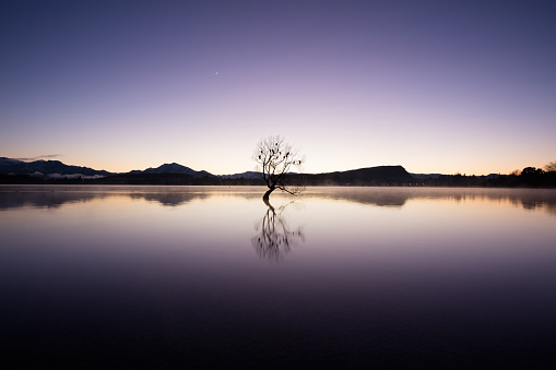 The early dawn light turns purple, looking across the still waters of Lake Wanaka, New Zealand. The lone willow tree and the birds that call it home are silhouetted against the morning sky, and reflected in the water.