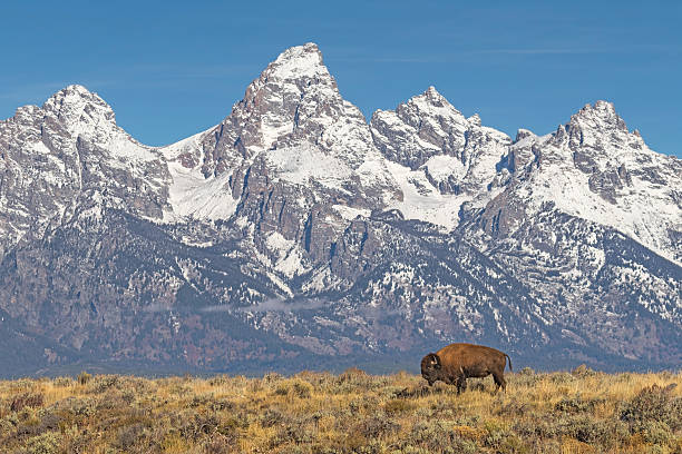 istock Lone Bison Grazing With Grand Tetons Backdrop 638085156