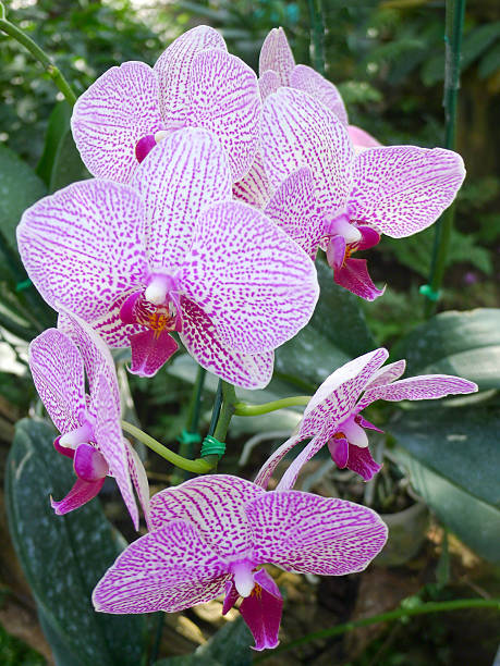istock Purple orchids / Tropical orchids / Thai orchids 638085442