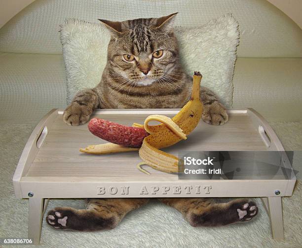 Gato En La Cama Y Plátano Foto de stock y más banco de imágenes de Desayuno - Desayuno, Cama, Plátano - Fruta tropical