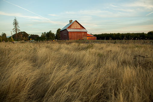 A vibrant red barn stands in Oregon while the summer nights fade away. Tall brown grass in the foreground with copy space on all sides of the barn.
