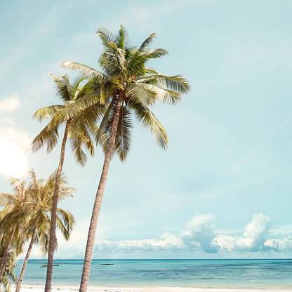 Coconut palm tree on beach in summer - vintage color effect