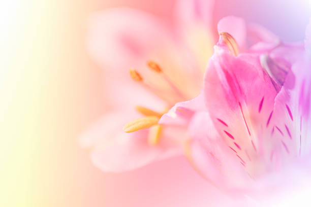 Sweet pastel color petal lily in soft color stock photo