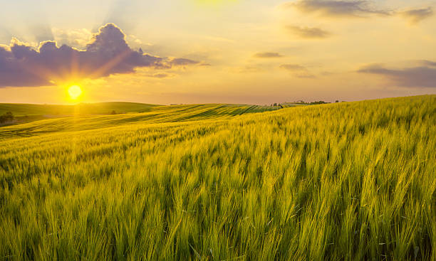 istock sunset over a field of young wheat 638087850
