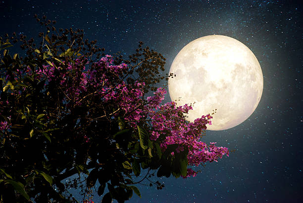 night flowers Beautiful cherry blossom (sakura flowers) with Milky Way star in night skies; full moon - Retro style artwork with vintage color tone(Elements of this moon image furnished by NASA) pear tree photos stock pictures, royalty-free photos & images