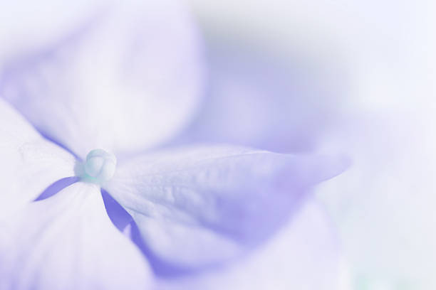 Sweet color pastel hydrangeas in soft color and blur style for backgroundSweet color pastel hydrangeas in soft color and blur style for background