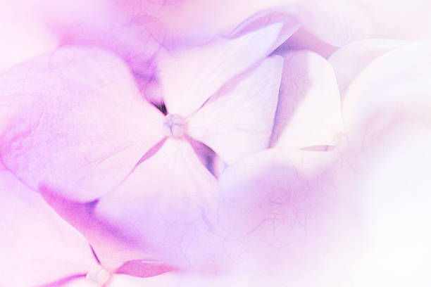istock Sweet color pastel hydrangeas in soft color 638090046