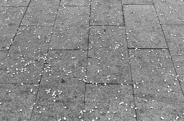 istock Black and white falled leaves in park background 638090120