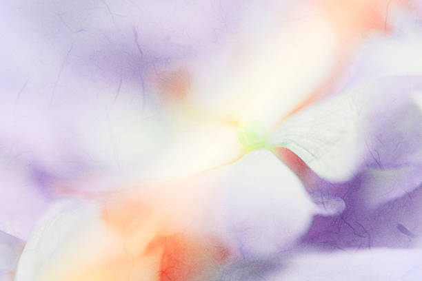 istock Sweet color pastel hydrangeas in soft color 638090638