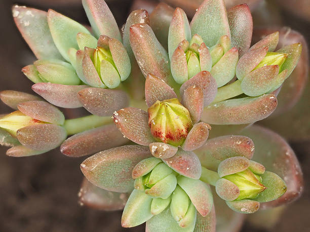 istock The buds of Graptosedum Alpenglow. 638090686