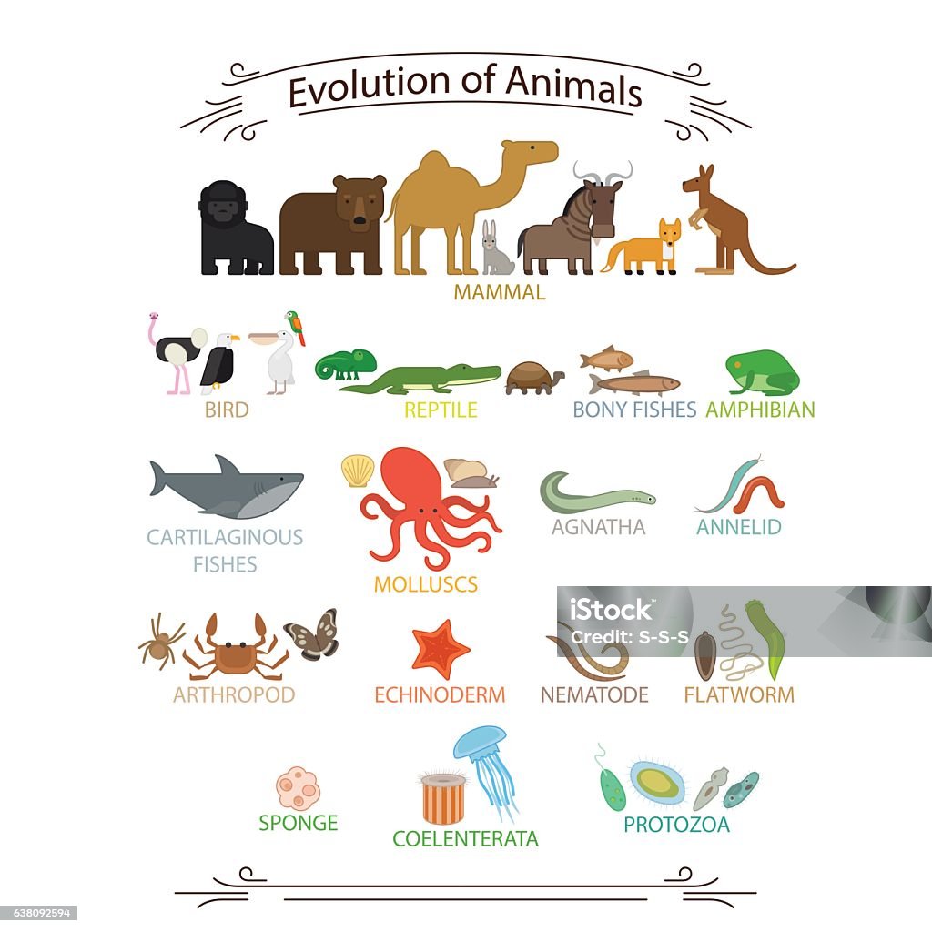 Biological evolution animals Biological evolution animals. Colorful icons with signs on white background vector illustration Animal stock vector Biological evolution animals Biological evolution animals. Colorful icons with signs on white background vector illustration Animal stock vector