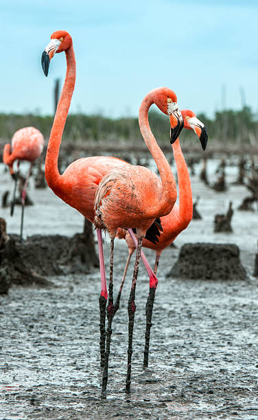 istock American Flamingos 638093420