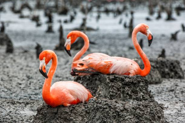 istock American Flamingos 638093586