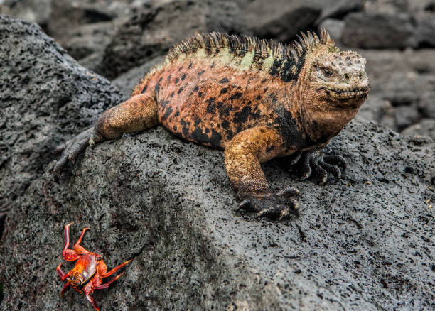 istock The Galapagos Marine Iguana and crab 638093648