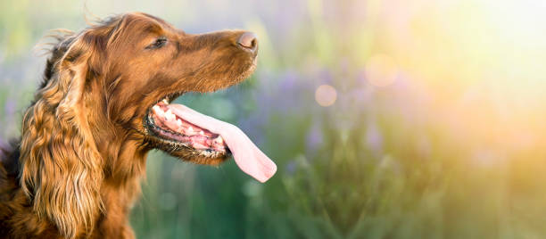 Drooling dog banner Website banner of a drooling Irish Setter dog as panting in a hot Summer panting photos stock pictures, royalty-free photos & images