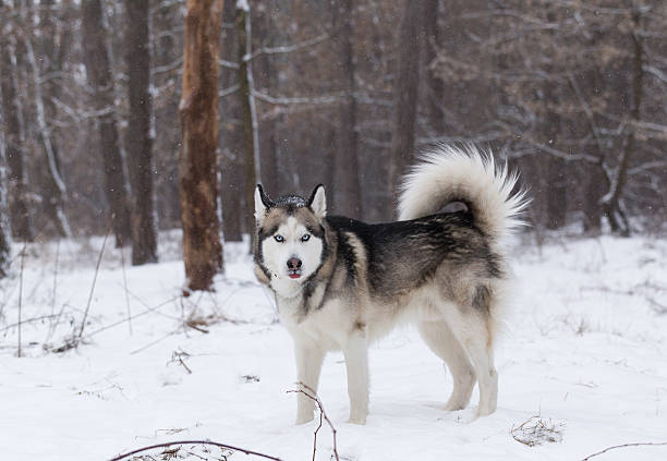 istock Siberian husky stands in a snowy forest. 638096834
