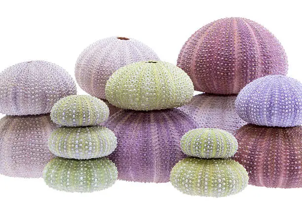 Group of sea shells of sea urchin ( Echinoidea) isolated on white background.