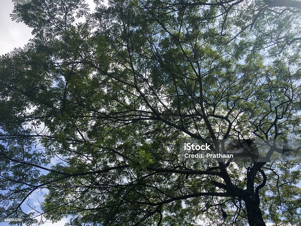 Abstract Tree Bottom Abstract Bottom View Silhouette Tree Pattern With Sky Background Stock ...