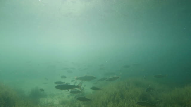 Trout Underwater