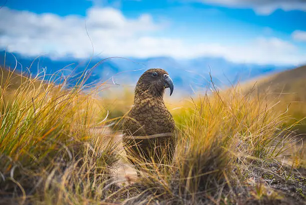 The Kea is the only truly alpine based parrot. Extremely cheeky too and not shy of the humans.