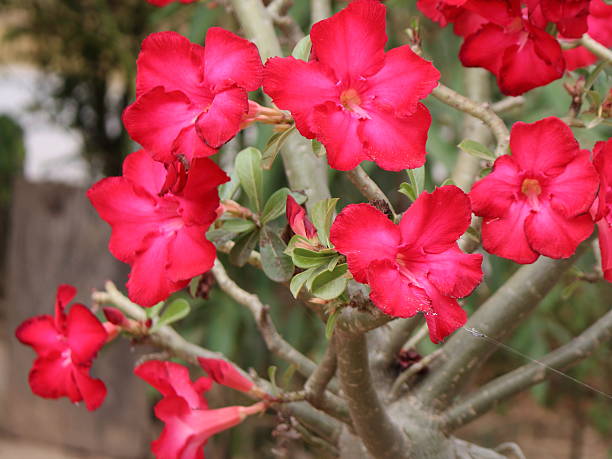 istock Azalea flowers beautiful red 638104960