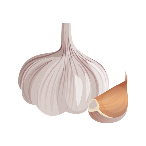 illustrazioni stock, clip art, cartoni animati e icone di tendenza di aglio isolato su sfondo bianco. bulbo pungente dall'odore forte - garlic freshness isolated vegetarian food