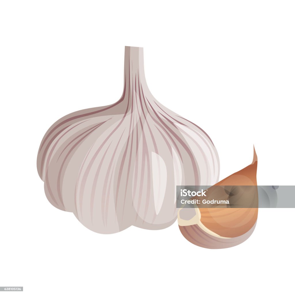 Garlic isolated on white background. Strong-smelling pungent-tasting bulb Garlic and garlic clove isolated on white background. Strong-smelling pungent-tasting bulb, used as flavoring in cooking and in herbal medicine. Vector illustration of aromatic condiment seasoning Garlic stock vector