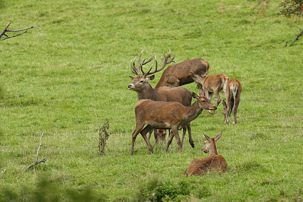 istock Red deer rutting season 638106228